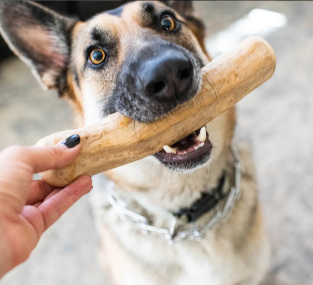 Kit 3 Palos De Café Perro M