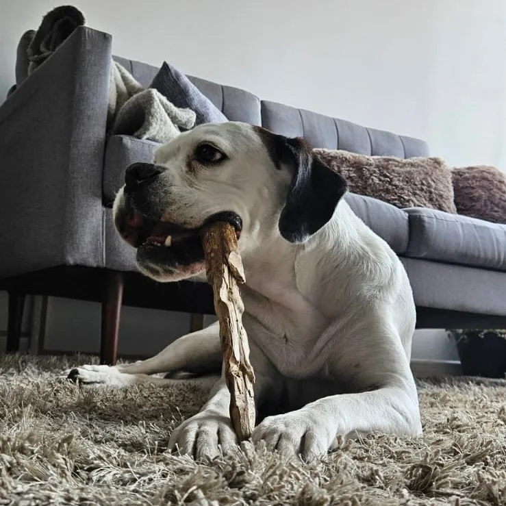 Juguete Perro Palo De Café M