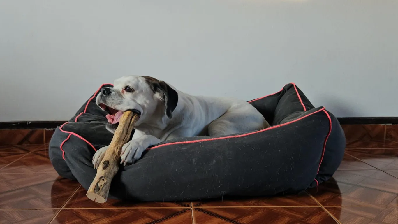 Kit 3 Palos De Café Perro L