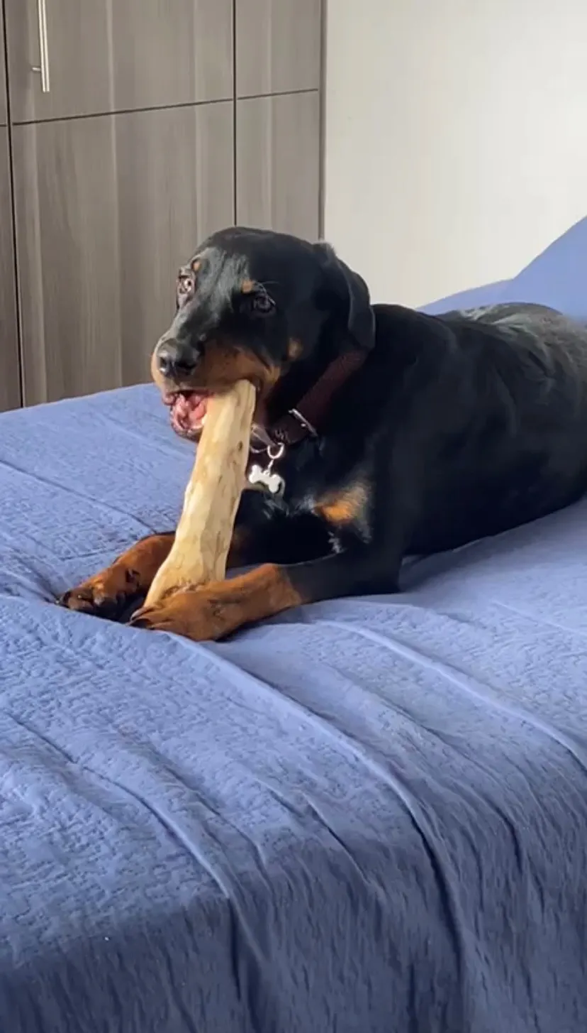 Juguete Palos De Café Perro L