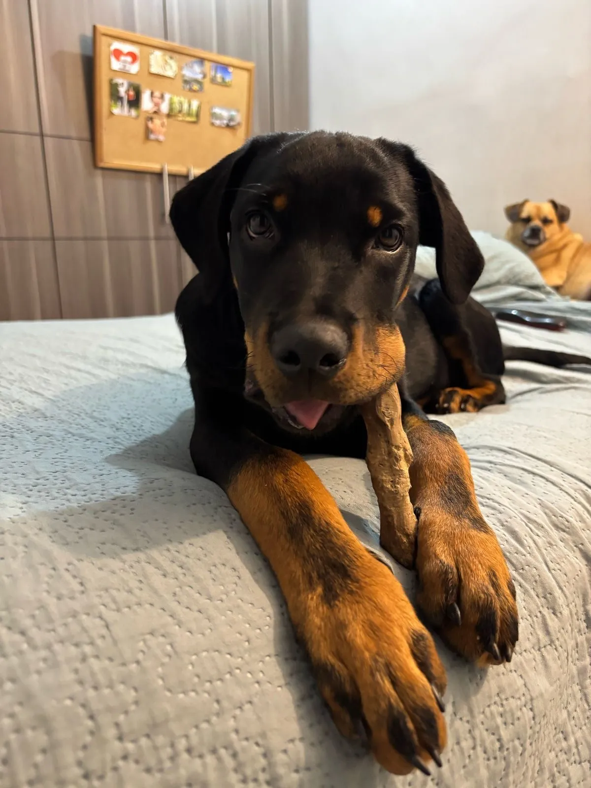 Juguete Palos De Café Perro S