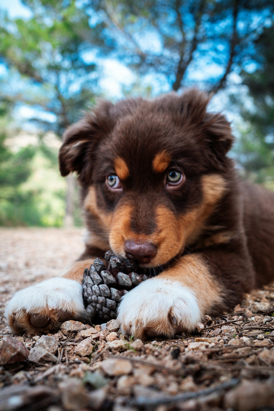 A puppy chewing on a pine cone in the woods