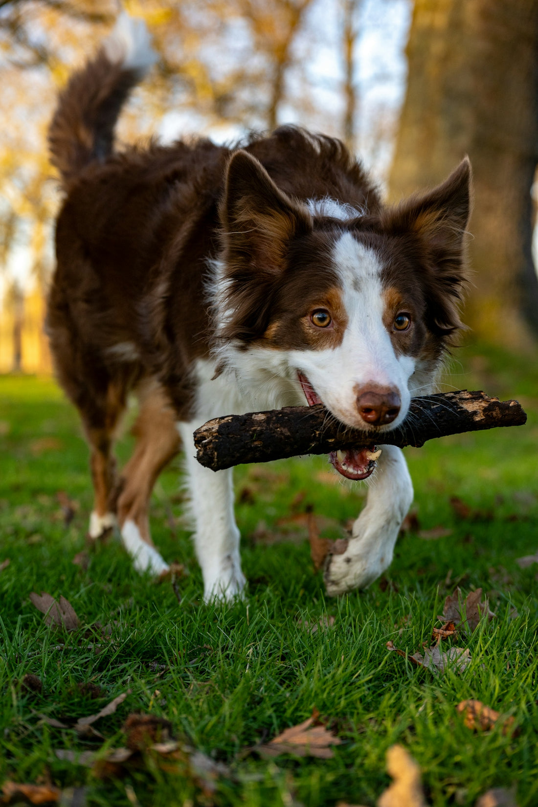 A brown and white dog carrying a stick in its mouth