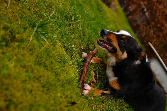 A dog chews on a stick on the grass